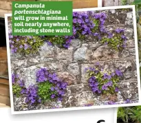  ??  ?? Campanula portenschl­agiana will grow in minimal soil nearly anywhere, including stone walls