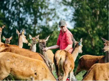  ??  ?? BELOW Chris Mcintyre and the milking herd at Benio Farm.