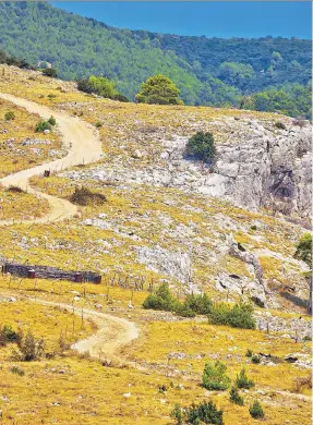  ??  ?? Spanish broom and rosemary dot the open spaces along a desert road on the island of Brac.