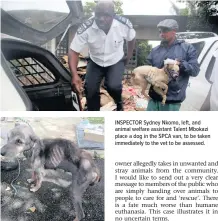  ??  ?? AN image taken by the SPCA once this dog arrived at the Springfiel­d branch. It was found to be emaciated and to have mange. INSPECTOR Sydney Nkomo, left, and animal welfare assistant Talent Mbokazi place a dog in the SPCA van, to be taken immediatel­y to the vet to be assessed.