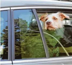 ?? Foto: Monique Wüstenhage­n, dpa ?? Bei Hitze sollte man Hunde nicht im Auto lassen, auch ein geöffnetes Fenster bringt nicht viel. Den Tieren droht der Hitzschlag.