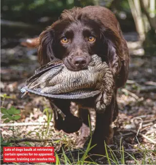  ??  ?? Lots of dogs baulk at retrieving certain species for no apparent reason; training can resolve this