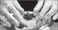  ?? JIM URQUHART / REUTERS ?? A tarantula burger is prepared at Bull City Burger and Brewery in celebratio­n of Exotic Meat Month in Durham, North Carolina, on Monday.