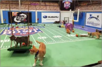  ?? LEANNE ITALIE — THE ASSOCIATED PRESS ?? Kittens run around a miniature football field on Wednesday during the taping of Kitten Bowl IV in New York, an annual special that airs on the Hallmark Channel each Super Bowl Sunday.