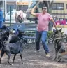  ?? ?? Diputados buscan evitar riesgos por pasear a perros sin correa.