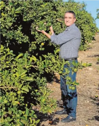  ?? VICENTE VIVES ?? José Cánovas Pardo, con un mandarino de la variedad ‘nadorcott’//