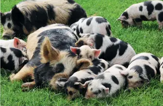  ?? ?? Kunekunes are social animals – they are at their best when surrounded by other pigs. They tend to get on with most other farm animals.