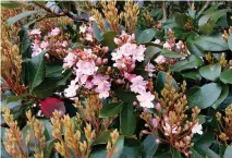  ??  ?? Bottom left: Indian hawthorns are typically small shrubs, but the Rosalinda selection can grow up to about 15 feet if left unpruned. It produces bright-pink flowers in late spring and early summer.