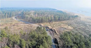  ?? Picture: AGENCJA GAZETA/ DOMINIK WERNER via REUTERS ?? COMMERCE: A legally harvested forest in Poland. Many others in the world are being destroyed. CHECKING: Peter Gasson, research leader in timber, with wood used for obtaining DNA samples.