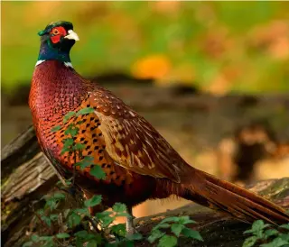  ?? ?? The lack of pheasants present in drives, due to the warm conditions, is the cause of some anxiety