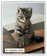  ?? ?? A cheeky kitty!