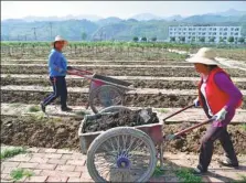  ??  ?? Former migrant workers transport fertilizer at a cattle ranch in Ankang.