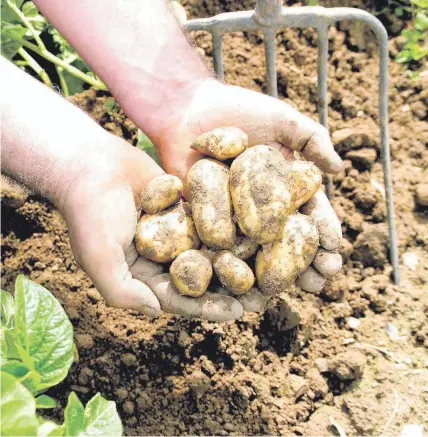  ??  ?? > With a ban on export of seed potatoes, and restaurant­s closed, there is now a potato mountain, says Ro