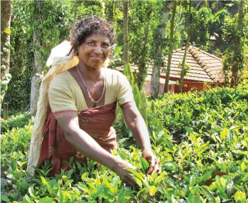  ?? Foto: CTRD/SODI ?? In dem Projekt zur Stärkung der Adivasi-Teebäuerin­nen werden die Frauen auch über ihre Rechte aufgeklärt.