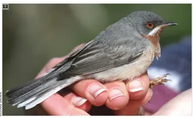  ??  ?? 12 Male Eastern Subalpine Warbler (Skokholm, Pembrokesh­ire, 25 April 2015). This male shows a dramatic contrast between the dark throat/upper breast and the almost colourless flanks – a key feature of Eastern Subalpine.
The almost white flanks suggest that it might belong to the eastern subspecies albistriat­a. Other strong pro-Eastern Subalpine features are the broad white submoustac­hial stripe, relatively long primary projection and, importantl­y, an obvious white ‘wedge’ extending up the shaft on the second outermost tail feather.