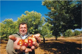  ??  ?? António Pires produz cerca de oito mil quilos de castanhas por ano