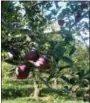  ?? LAUREN HALLIGAN — DIGITAL FIRST MEDIA ?? Apples are ready to be picked at Goold Orchards in Schodack.