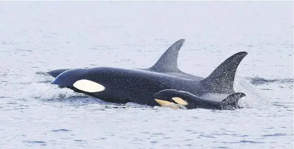  ?? JARED TOWERS ?? An orca calf swims alongside its mother shortly before it was attacked and killed by a male killer whale.