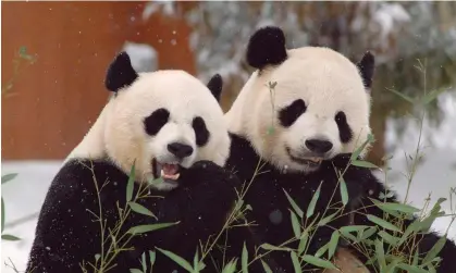  ?? Photograph: Ann Batdorf/Smithsonia­n's National Zoo/AFP/Getty Images ?? Mei Xiang and Tian Tian. Their departure means the Atlanta zoo will be the only zoo in the US with giant pandas.