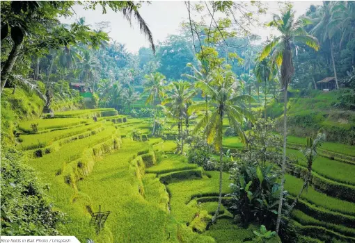  ??  ?? Rice fields in Bali. Photo / Unsplash