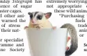  ??  ?? Sugar gliders are not suitable for indoor life