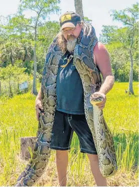  ?? JOEY WAVES, ISLAND MEDIA GROUP/COURTESY ?? Dusty “The Wildman” Crum got the largest Burmese python of the two-month hunt so far, almost 17 feet and 130 pounds. He compared the endeavour to a WrestleMan­ia match.