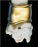  ?? Photograph: Hiro/Elsa Peretti ?? An Elsa Peretti gold cuff modelled on a bone, with ladybird, 1984. Hiro never used digital enhancemen­t to produce his sublime images.