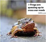  ?? SWNS.com ?? > Frogs are queuing up to cross our roads