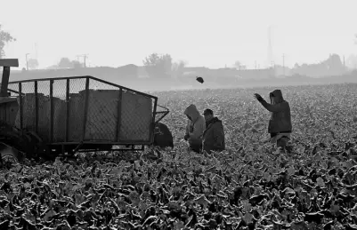  ?? CRUZ ?? no se propaguen insectos malignos en los cultivos y esperan no se registren lluvias que provoca que la roña se haga presente/VÍCTOR