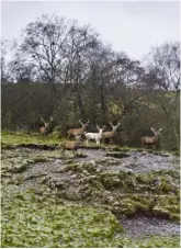  ??  ?? The deer have a mainly grass-based diet. The rich soil and northerly aspect of the farm mean that the grass is in plentiful supply when the herd needs it most. John (above) establishe­d the first deer farm in 1973. Vikki Banks (opposite) owns Seriously Good Venison