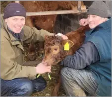  ?? ?? Neil McGowan with Jim Smith tagging a polled heifer calf out of his favourite cow