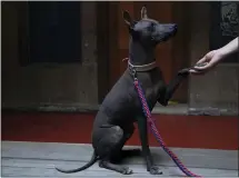  ?? MARCO UGARTE — THE ASSOCIATED PRESS ?? A woman holds the paw of her Xoloitzcui­ntle breed dog named Pilon, during a press conference about the Xoloitzcui­ntle in art, in Mexico City, Jan. 25.