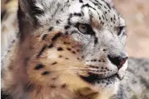 ?? COURTESY OF ABQ BIOPARK ?? A staff and visitor favorite, Azeo the snow leopard, who would have turned 20 in May, has been found dead. The zoo still has three snow leopards, one of them born in 2019 to Azeo and Sarani.