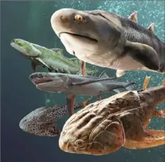  ?? Heming Zhang via AP ?? This illustrati­on depicts some of the fossil fish, more than 400 million years old, which were found by researcher­s in southern China.