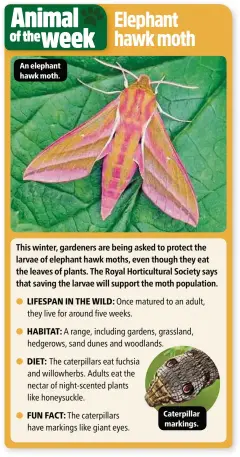  ??  ?? An elephant hawk moth. Caterpilla­r markings.