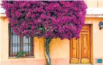 Buganvilla Su Poda Y Tipo De Crecimiento Pressreader