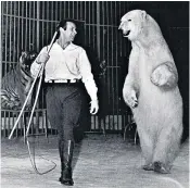  ??  ?? Weidmann with one of his polar bears