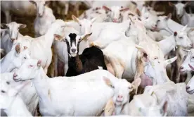  ?? Photograph: Rob Engelaar/EPA ?? Goats on a dairy farm in the Netherland­s, where scientists are investigat­ing a link between human cases of pneumonia and goats.