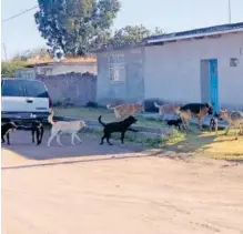  ?? ERICK GUERERO ?? Siguen los perros callejeros en Nuevo Ideal