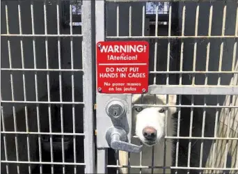  ?? GENARO MOLINA Los Angeles Times ?? A DOG up for adoption looks out from a kennel at Chesterfie­ld Square Animal Services Center in 2022.