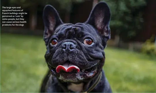  ?? ?? The large eyes and squashed features of French bulldogs might be perceived as ‘cute’ by some people, but they can cause serious health problems for the dogs