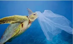  ??  ?? Single use plastic does untold damage to our oceans – but the answer is far more complex than phasing out bags.