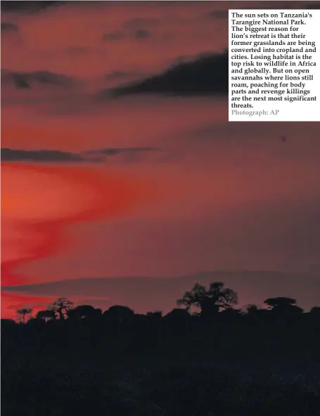  ?? Photograph: AP ?? The sun sets on Tanzania's Tarangire National Park. The biggest reason for lion’s retreat is that their former grasslands are being converted into cropland and cities. Losing habitat is the top risk to wildlife in Africa and globally. But on open savannahs where lions still roam, poaching for body parts and revenge killings are the next most significan­t threats.