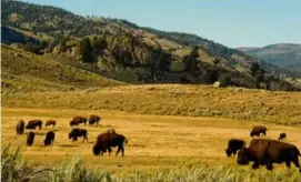  ?? MATTHEW BROWN/ASSOCIATED PRESS ?? North America once had an estimated 30 million to 60 million plains bison, a subspecies of the American bison.