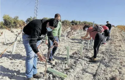  ?? CÓRDOBA ?? A pie de campo.
La estrecha relación con los agentes del sector es fundamenta­l en los estudios de Enología.