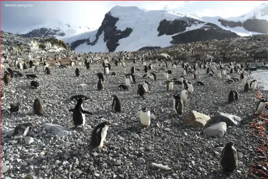  ??  ?? Gentoo penguins