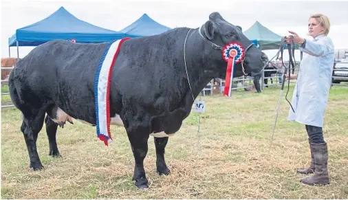  ??  ?? BRITISH BLUE: Graymar Halle won supreme cattle championsh­ip and the champion of champions award