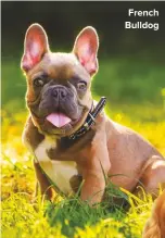  ??  ?? French Bulldog