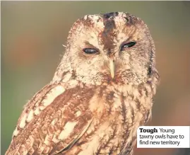  ??  ?? Tough Young tawny owls have to find new territory