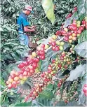  ?? FOTO: EL HERALDO ?? La mayoría de corteros de café proceden del sur y Nicaragua.